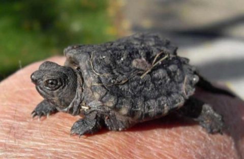 Alligator Snapping Turtle Bite Force PSI & Newtons